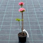 Azalka veľkokvetá (Azalea Mollis) ´HOMEBUSH´ - výška 40-60 cm, kont. C3L